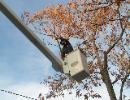 Tree Trimming | Colorado | John Egart's Tree Service
